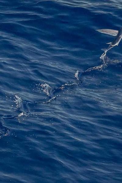 পারিবারিক আইন সহায়িকা